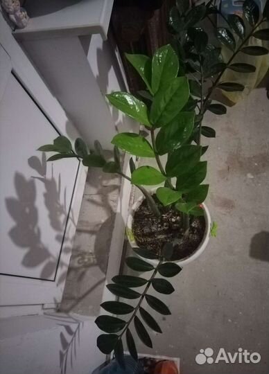 Замиокулькас