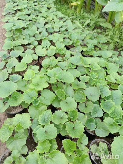 Цинерария на вагонку к 8 марта