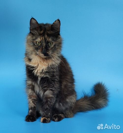 Молодая кошечка в дар