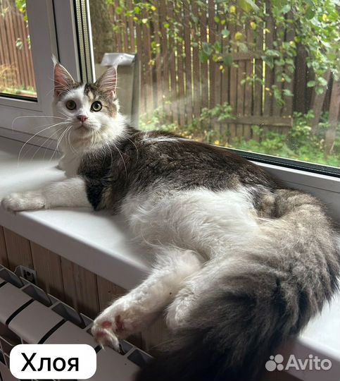 Котята мейн-кун