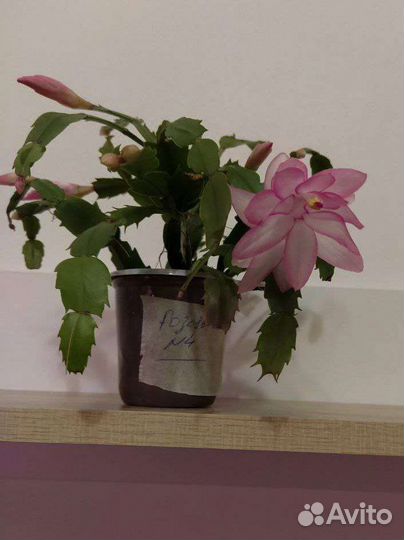 Декабрист (Шлюмбергера)