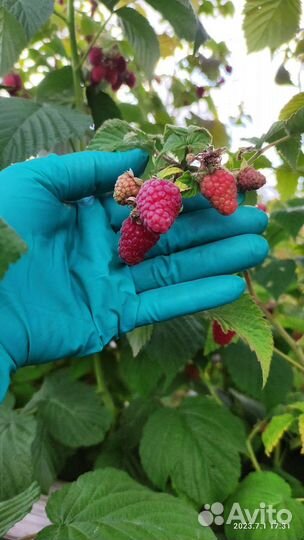 Саженцы ежевики и малины летней и ремонтантной