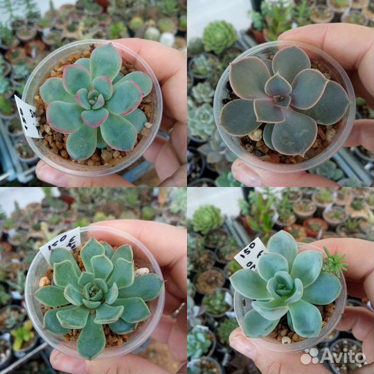 Суккуленты эхеверия крассула седум