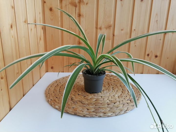 Хлорофитум