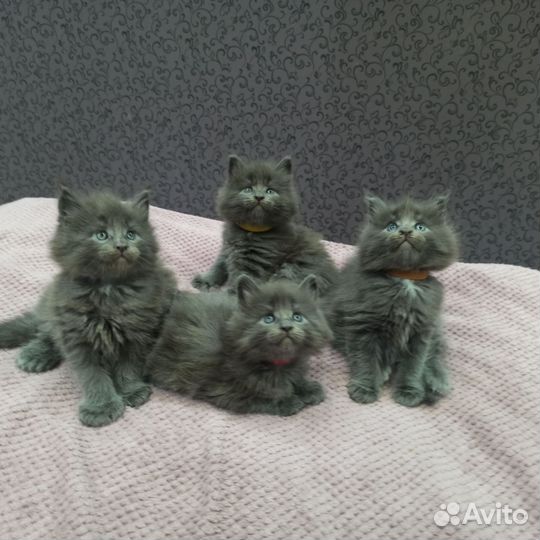 Котята мейн-кун