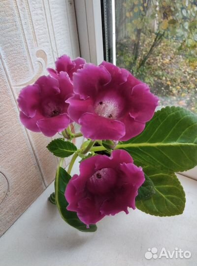 Глоксиния цветущая