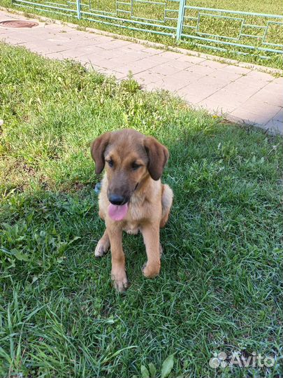 Щенок в добрые руки