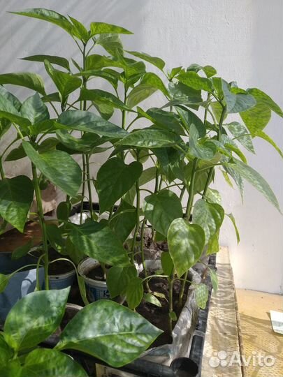 Рассада овощей - перцы, томаты, баклажаны