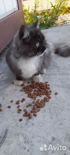 Кот в добрые руки