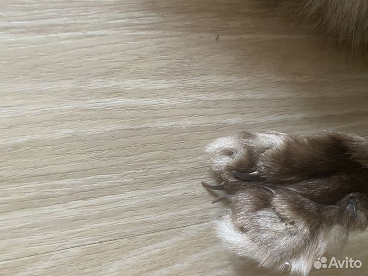 Шкурка песец