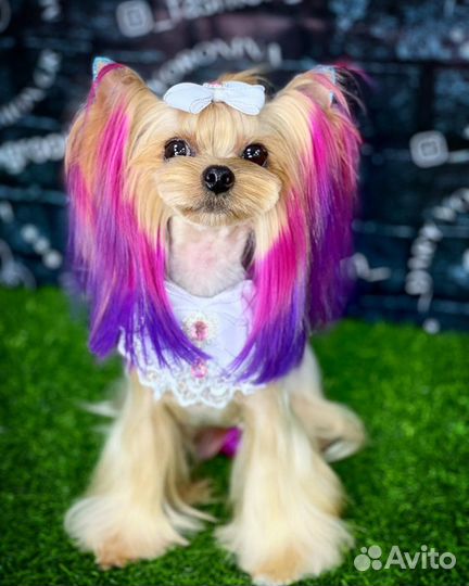 Груминг собак