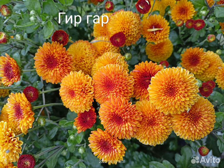 Хризантема корейская