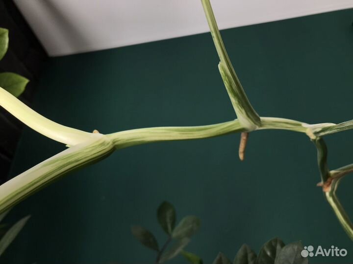 Монстера альба