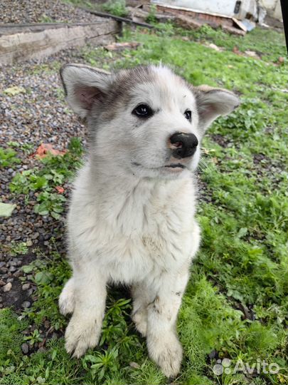 Щенки маламут