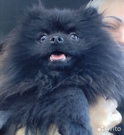 Вязка, кобель