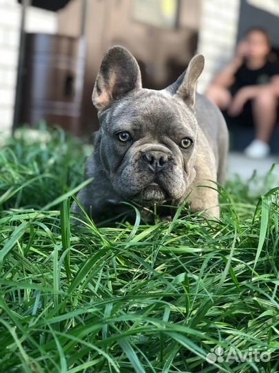 Ищем кобеля для вязки