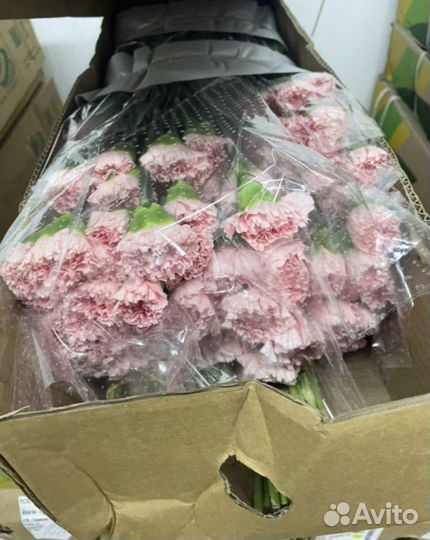 Гвоздика оптом