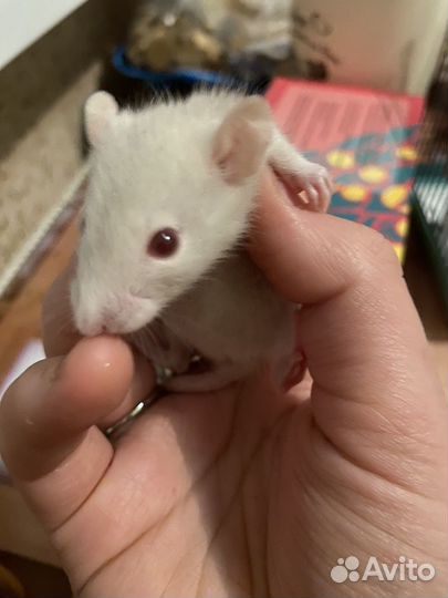 Декоративная крыса дамбо