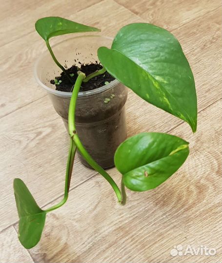 Комнатные цветы