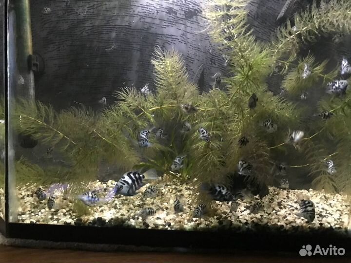 Аквариумные рыбки