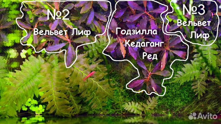 Растения для аквариума, палюдариума и пруда