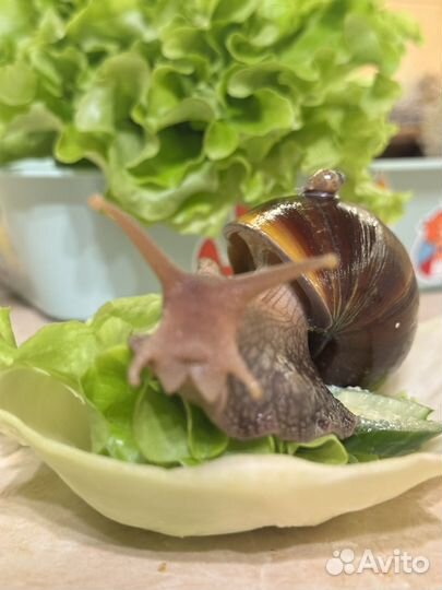 Улитка ахатина гигантская