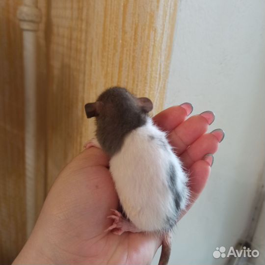 Крысята дамбо