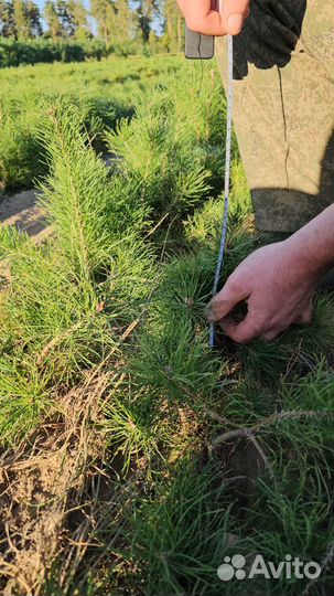 Саженцы ели европейской окс