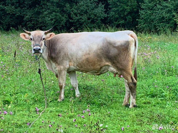 Корова дойная