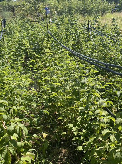 Участок 12 сот. (СНТ, ДНП)