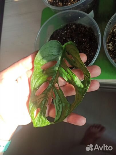 Монстера Манки Маск