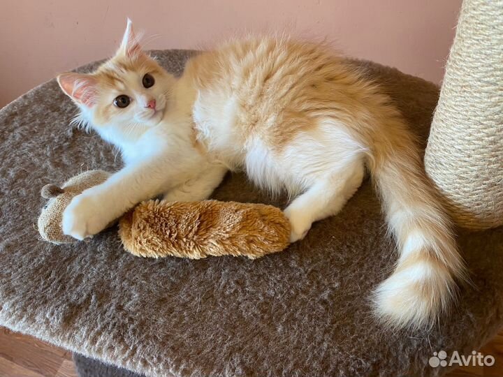 Котенок кот рыжий белый в добрые руки бесплатно