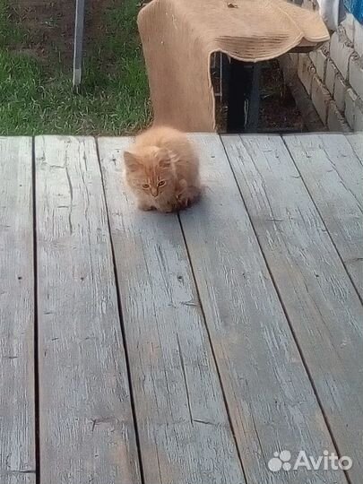 Отдам котенка в добрые руки