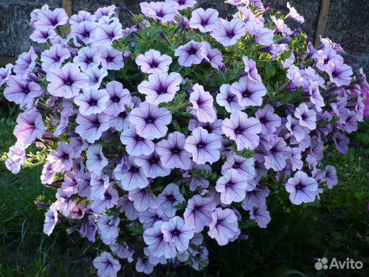 Сурфиния-королева петуний