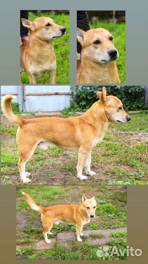 Собака в добрые руки