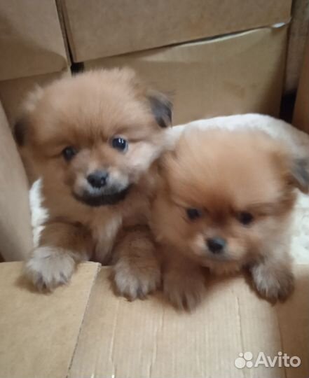 Щенки шпица