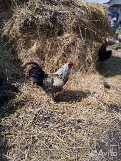 Куры петухи