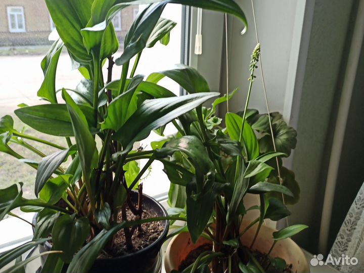 Комнатные цветы, драцена, спатифиллум. Герани