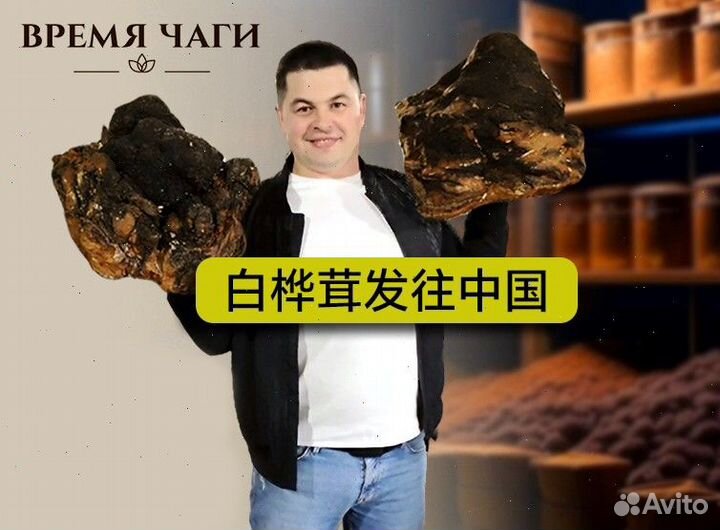 Чага опт / чага на экспорт