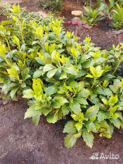 Многолетники садовые