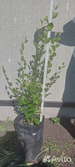 Кизильник блестящий живая изгородь