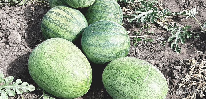 Семена арбуза