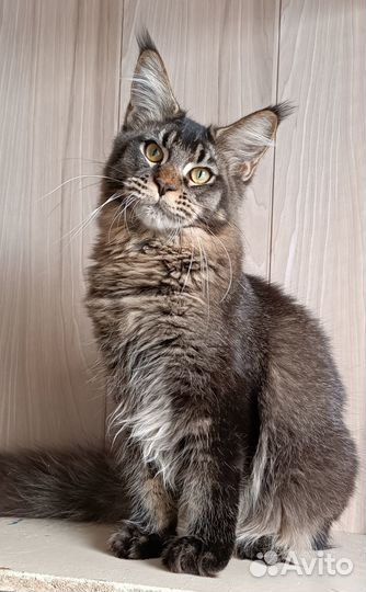 Мейн куны с документами