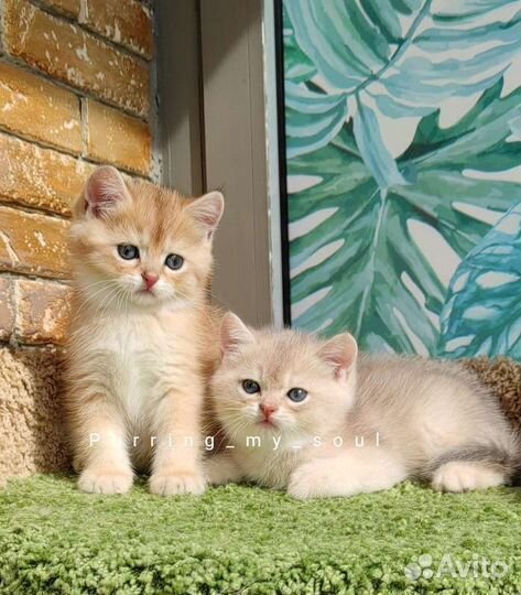 Котята золотая шиншилла, ny11, ау11 (папа 12)