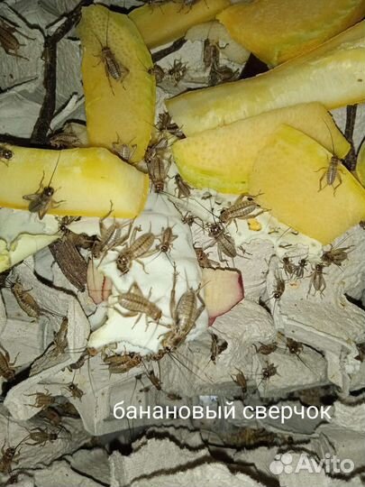 Кормовые насекомые - сверчки, тараканы, зофобос