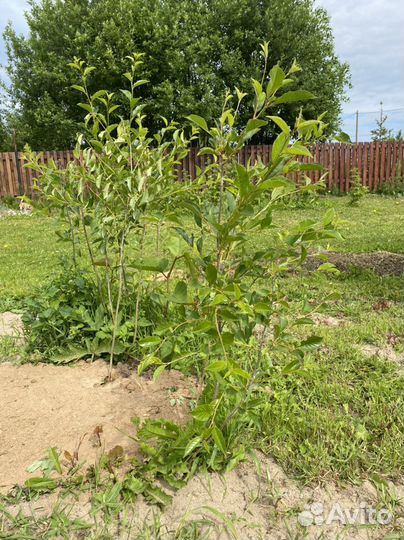 Саженцы вишни