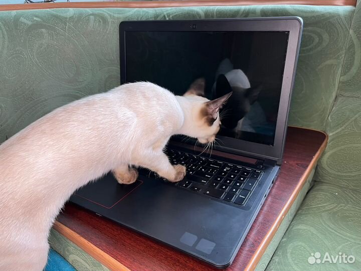 Ноутбук (игровой)dell inspiron 7559