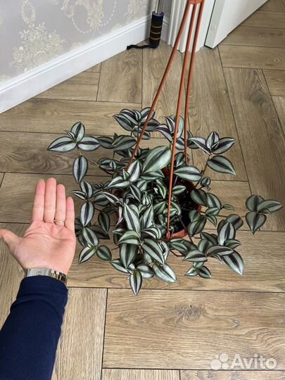 Традесканция