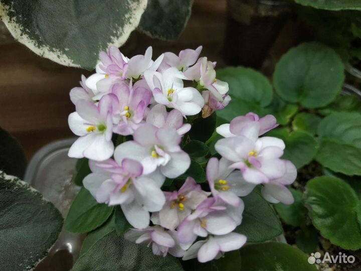 Фиалки сортовые