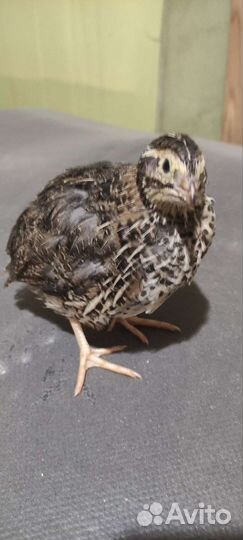 Перепела суточные